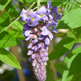 Amethyst Falls Wisteria #1 gallon pot
