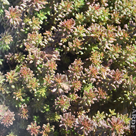 Coral Carpet Stonecrop 3.25"/pint pot
