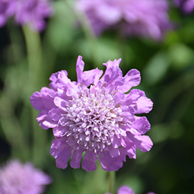 Pink Mist Pincushion Flower #1 gallon pot