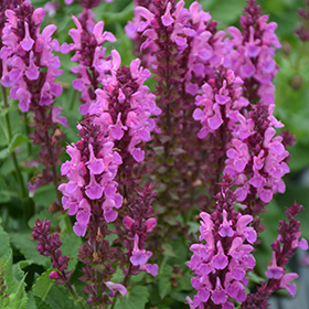 Rose Marvel Meadow Sage #2 gallon pot