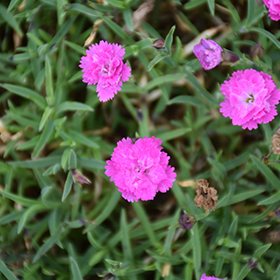 Mountain Frost Pink PomPom Pinks 4.25"/quart pot