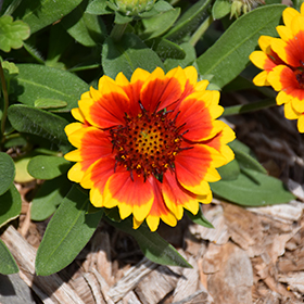 Barbican Yellow Red Ring Blanket Flower #1 gallon pot