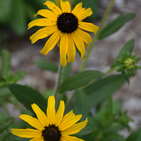 American Gold Rush Coneflower #2 gallon pot