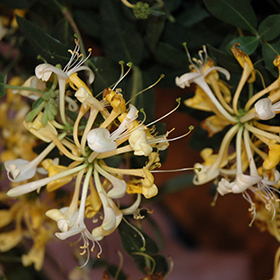 Scentsation Honeysuckle #3 gallon pot - Proven Winners
