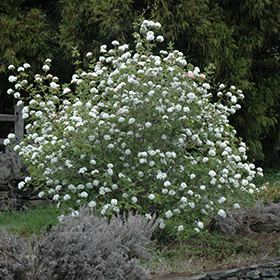 Koreanspice Viburnum #3 gallon pot