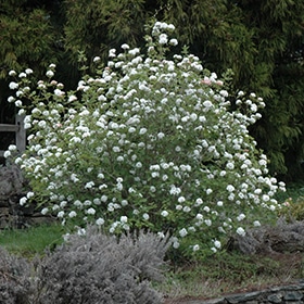 Koreanspice Viburnum #7 gallon pot