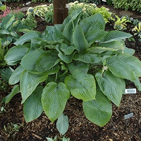 Shadowland Empress Wu Hosta #2 gallon pot - Proven Winners