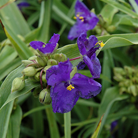 Zwanenburg Blue Spiderwort #1 gallon pot