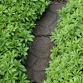 Green Carpet Japanese Spurge 24-cell flat