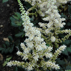 Visions in White Chinese Astilbe #1 gallon pot