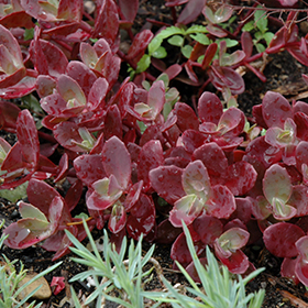 Firecracker Stonecrop 3.25"/pint pot