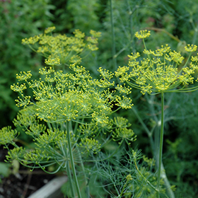 Dill 4.25"/quart pot - Caterpillar Candy