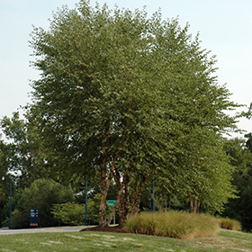 Heritage River Birch (clump) #15 gallon pot