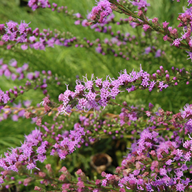 Small-head Blazing Star #1 gallon pot