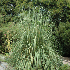 Ravenna Grass #3 gallon pot