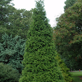 Green Giant Arborvitae #30 gallon pot