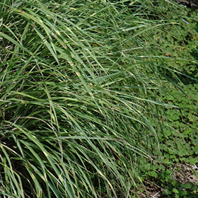 Little Zebra Dwarf Maiden Grass #1 gallon pot