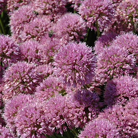 Millenium Ornamental Onion #1 gallon pot