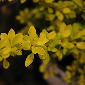 Sunjoy Citrus Japanese Barberry #2 gallon pot - Proven Winners