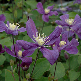 Arabella Clematis #1 gallon pot