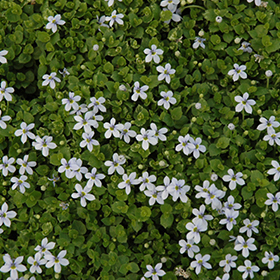 Blue Star Creeper 3.25"/pint pot