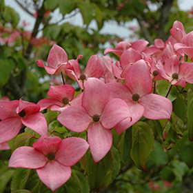 Scarlet Fire Flowering Dogwood #6 gallon pot