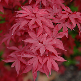 Twombly's Red Sentinel Japanese Maple #15 gallon pot