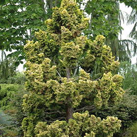Dwarf Golden Hinoki Falsecypress #1 gallon pot