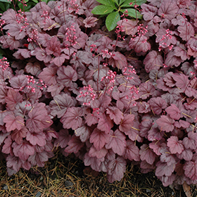 Grape Soda Coral Bells #1 gallon pot