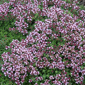 Magic Carpet Thyme 3.25"/pint pot