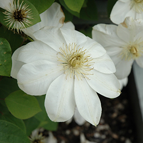 Guernsey Cream Clematis #1 gallon pot