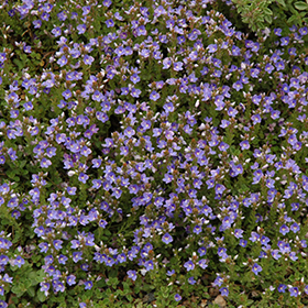 Turkish Speedwell 3.25"/pint pot