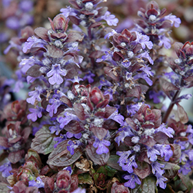 Bronze Beauty Bugleweed 24-cell flat