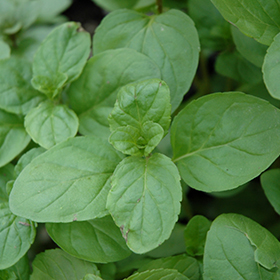 Lemon Bergamot Mint 3.25"/pint pot - Chef Jeff