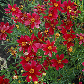 Red Satin Tickseed #1 gallon pot