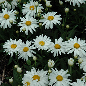 Whoops-A-Daisy Shasta Daisy #1 gallon pot
