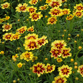 Enchanted Eve Tickseed #1 gallon pot
