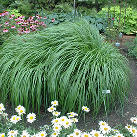 Red Head Fountain Grass #3 gallon pot