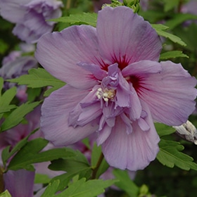 Blue Chiffon Rose of Sharon #3 gallon pot - Proven Winners