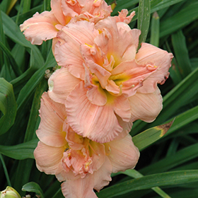 Siloam Double Classic Daylily #2 gallon pot