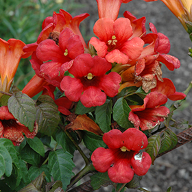 Summer Jazz Fire Trumpetvine #3 gallon pot