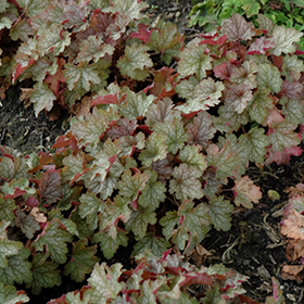 Carnival Fall Festival Coral Bells #1 gallon pot