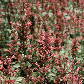 Kudos Coral Hyssop #1.5 gallon pot