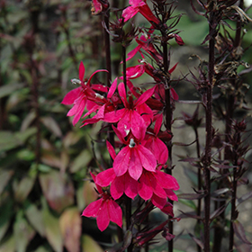 Starship Deep Rose Lobelia #1 gallon pot