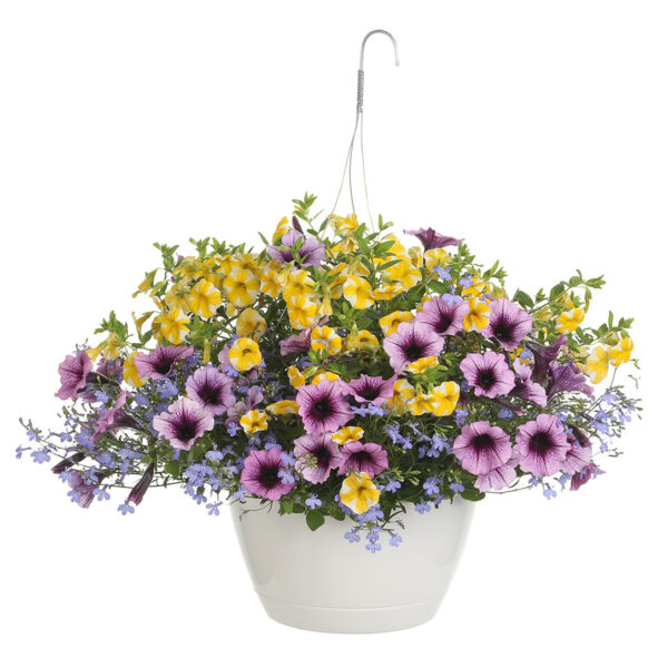 Proven Winners Bahama Beach Combination Hanging Basket
