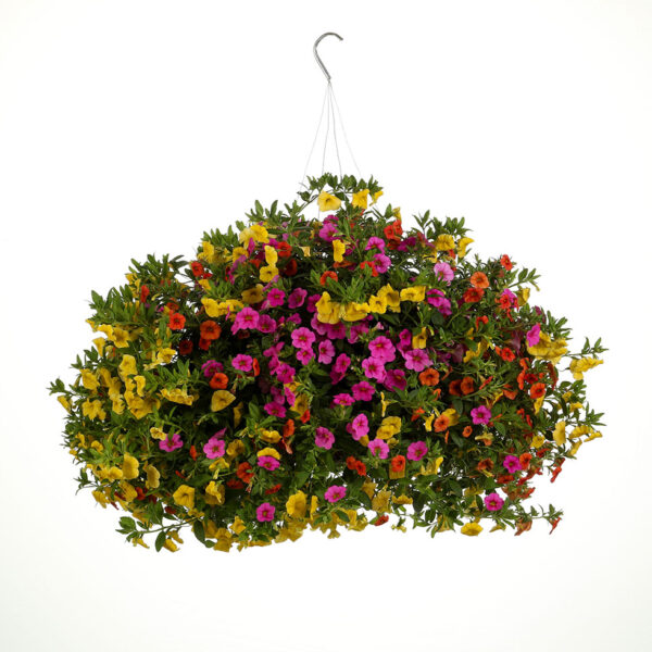 Proven Winners Candyland Combination Hanging Basket