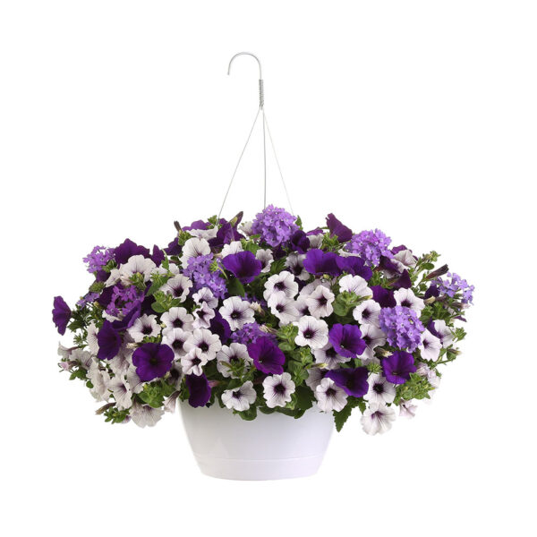 Proven Winners Lilac Festival Combination Hanging Basket