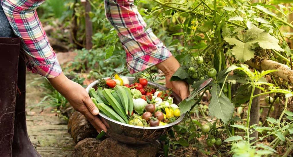 Harvesting Vegetables