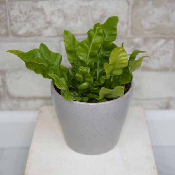Crispy Wave Fern