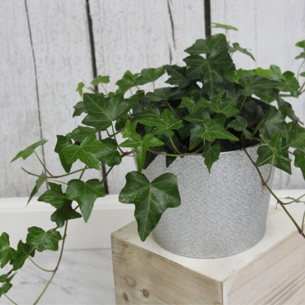 Ivy